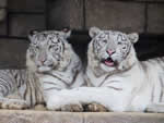 東武動物公園