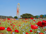 photoLeft 国営ひたち海浜公園プレジャーガーデン