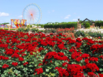 国営ひたち海浜公園プレジャーガーデン