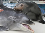 下関市立しものせき水族館「海響館」