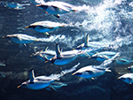 下関市立しものせき水族館「海響館」
